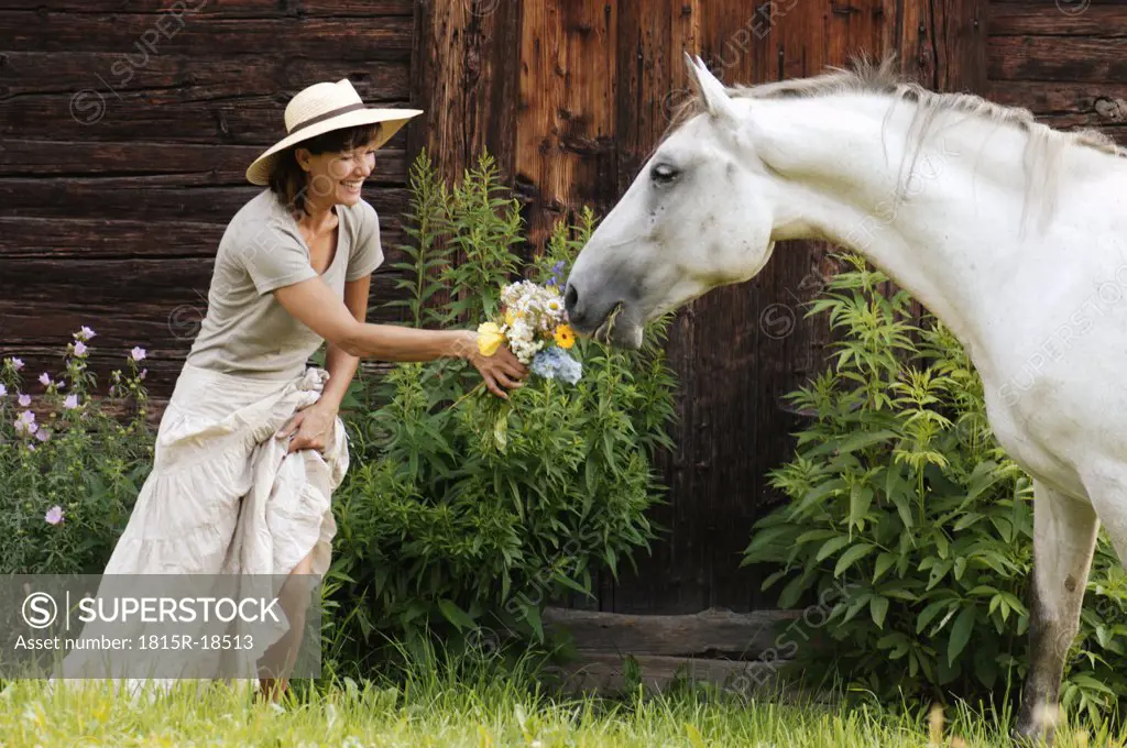 Horse smelling at bunch of flowers from woman's hand