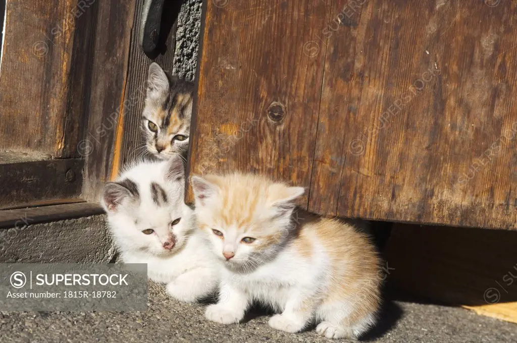 Kittens lying in doorway, close-up