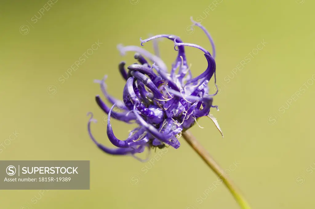 Round headed rampion flower (Phyteuma orbiculare)