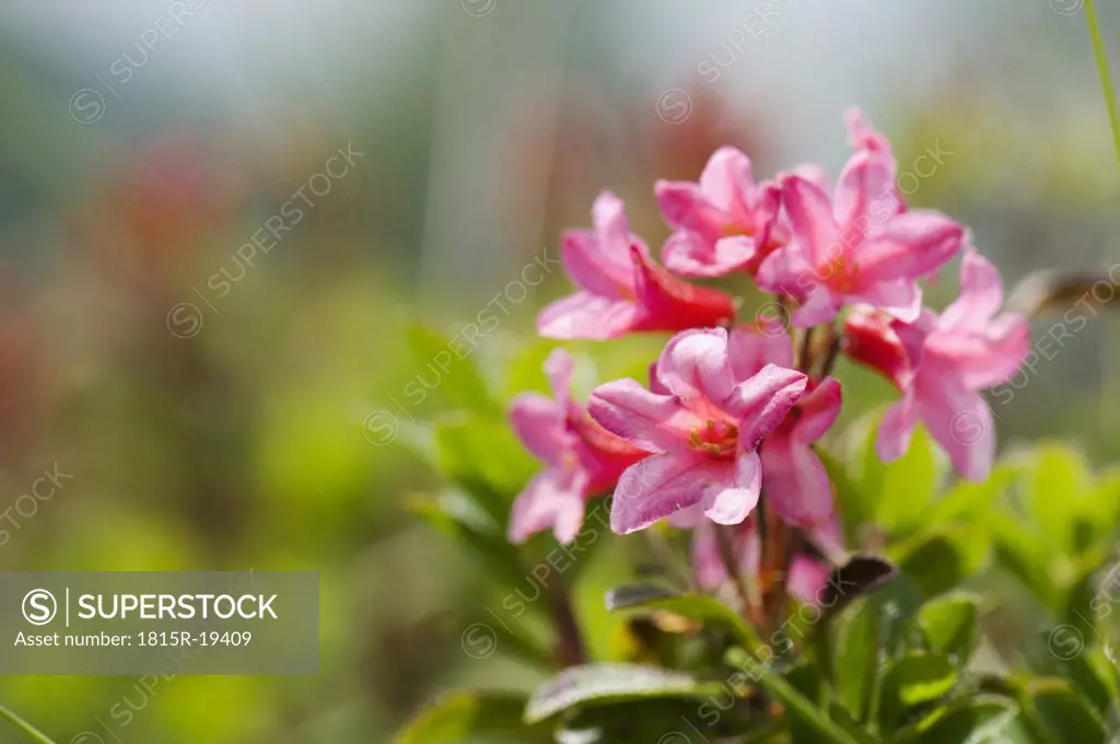 Rhododendron (Rhododendron ferrugi)