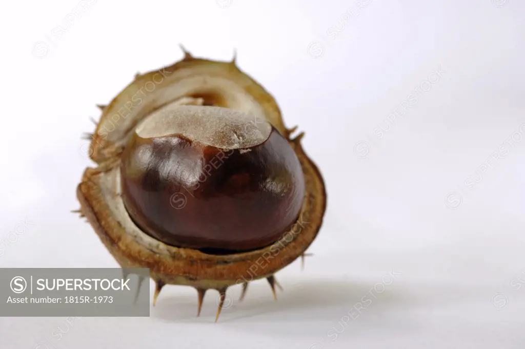 Horse chestnut, close-up