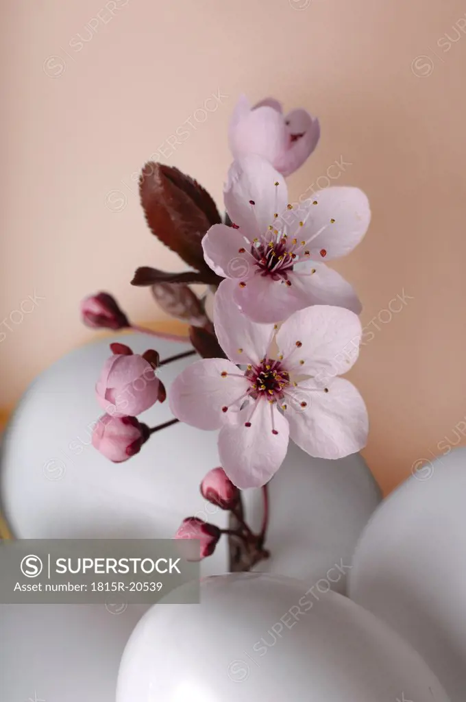 Easter eggs with cherry blossoms, close-up