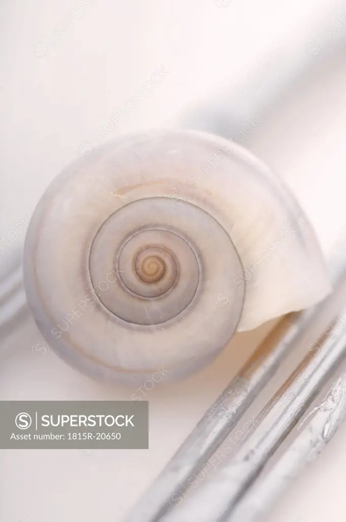 Snail-shell, close up