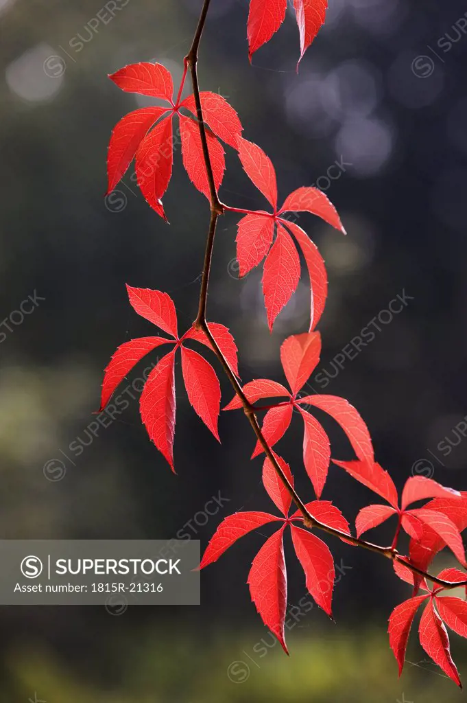 Virginia Creeper, autumn colours