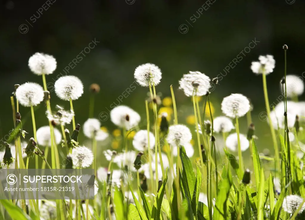 Dandelions in meadow