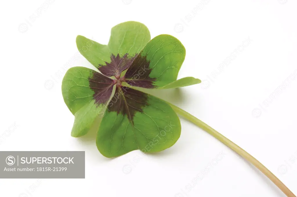 Four leaved clover