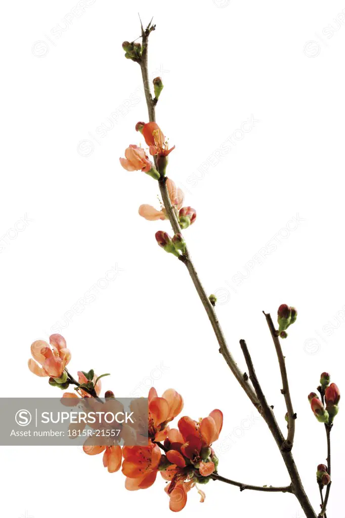 Blossoms of flowering quince (Chaenomeles), close-up