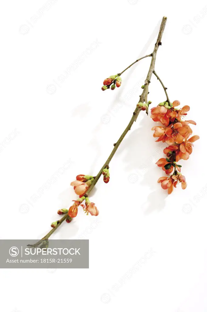 Blossoms of flowering quince (Chaenomeles), close-up