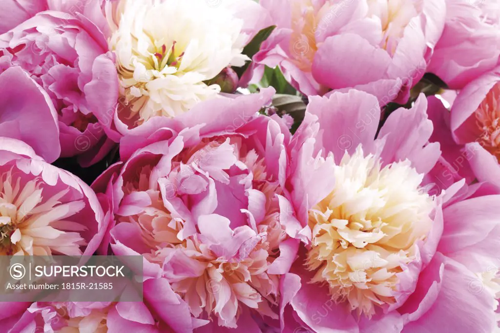 Bunch of peonies (Paeonia), close-up