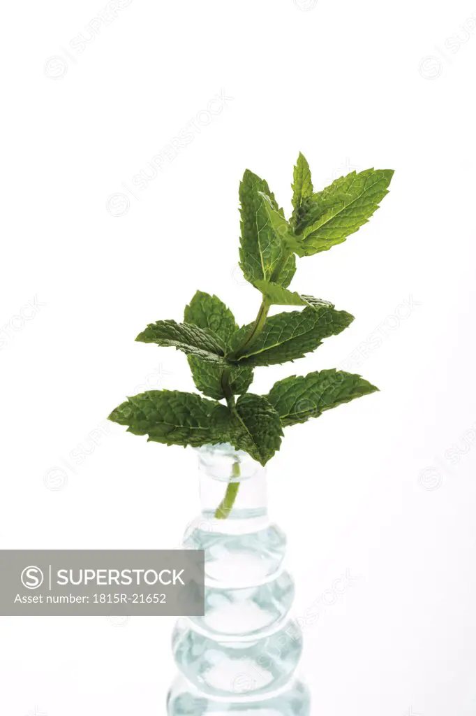 Mint in vase (Mentha spicata var. crispa), close-up