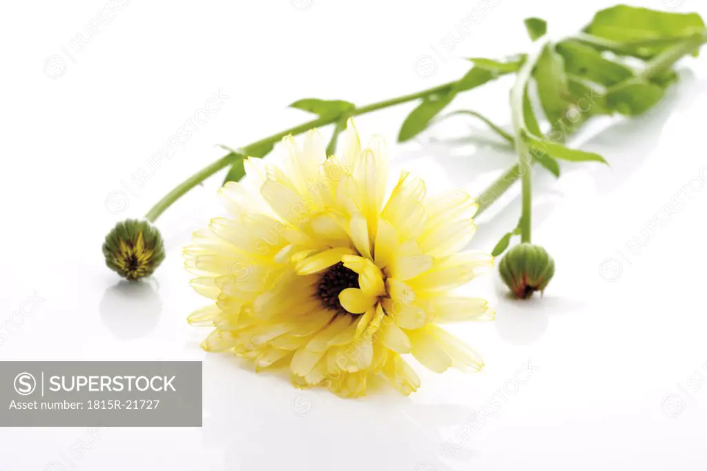 Single Marigold flower, (Calendula Officinalis), lose-up