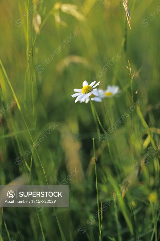 Marguerites in field