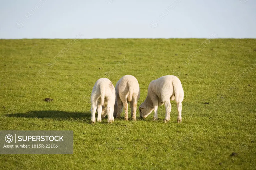 Lambs on pasture, close-up