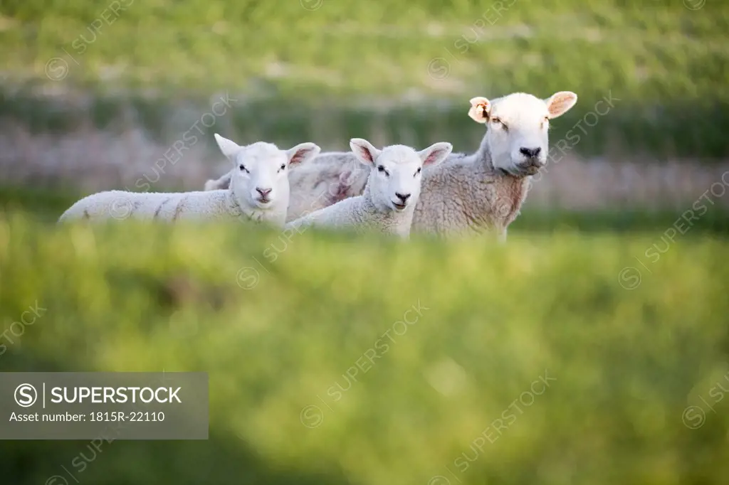 Three sheep on dike, close-up