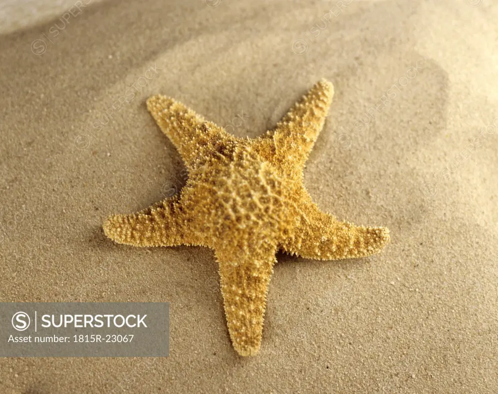 Starfish on beach, close-up
