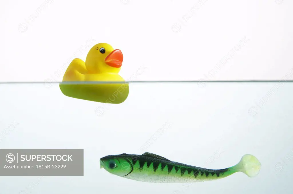 Yellow rubber duck and plastic fish in water, close-up