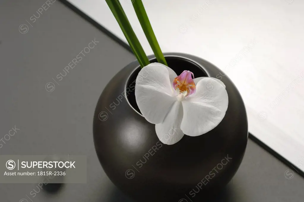 Black flower vase with white orchid