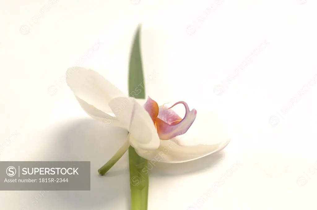 White orchid, close-up