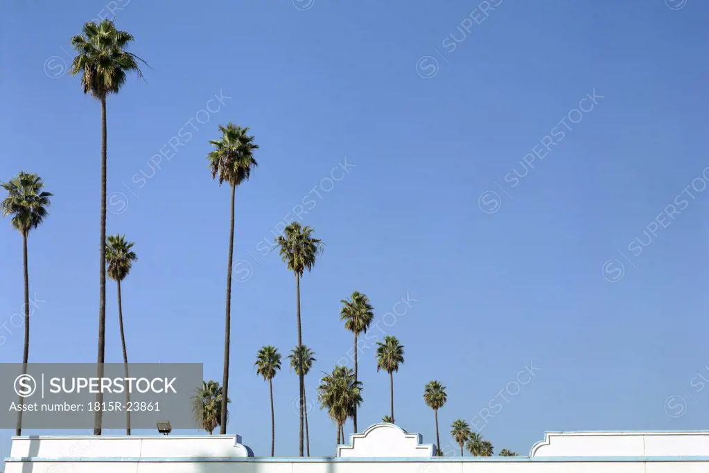 USA, Los Angeles, row of palms