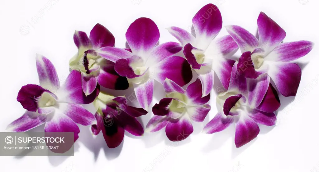 Thailand orchids, close-up
