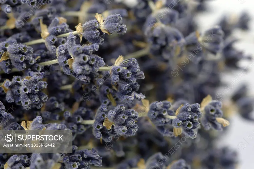 Bunch of dried lavender