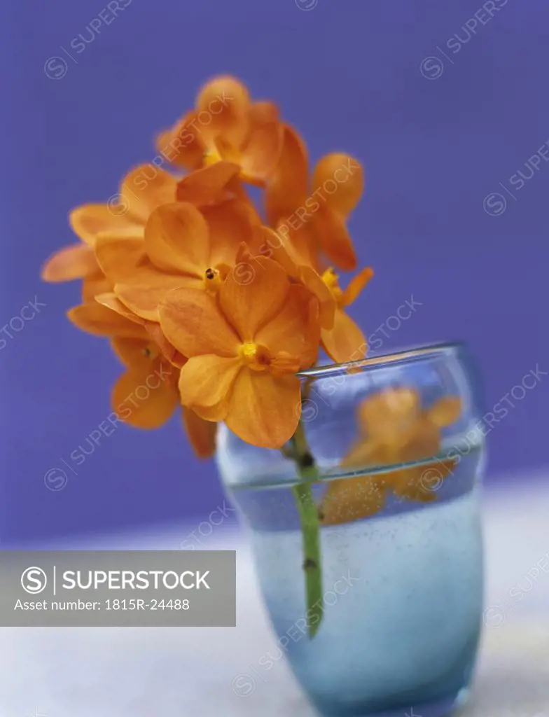 Orange orchid in glass, close-up