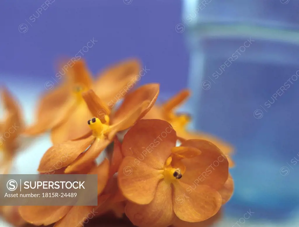 Orange orchid, close-up