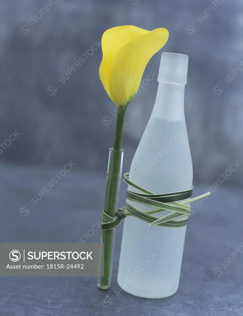Calla lily in vase, tied at bottle, up close-up
