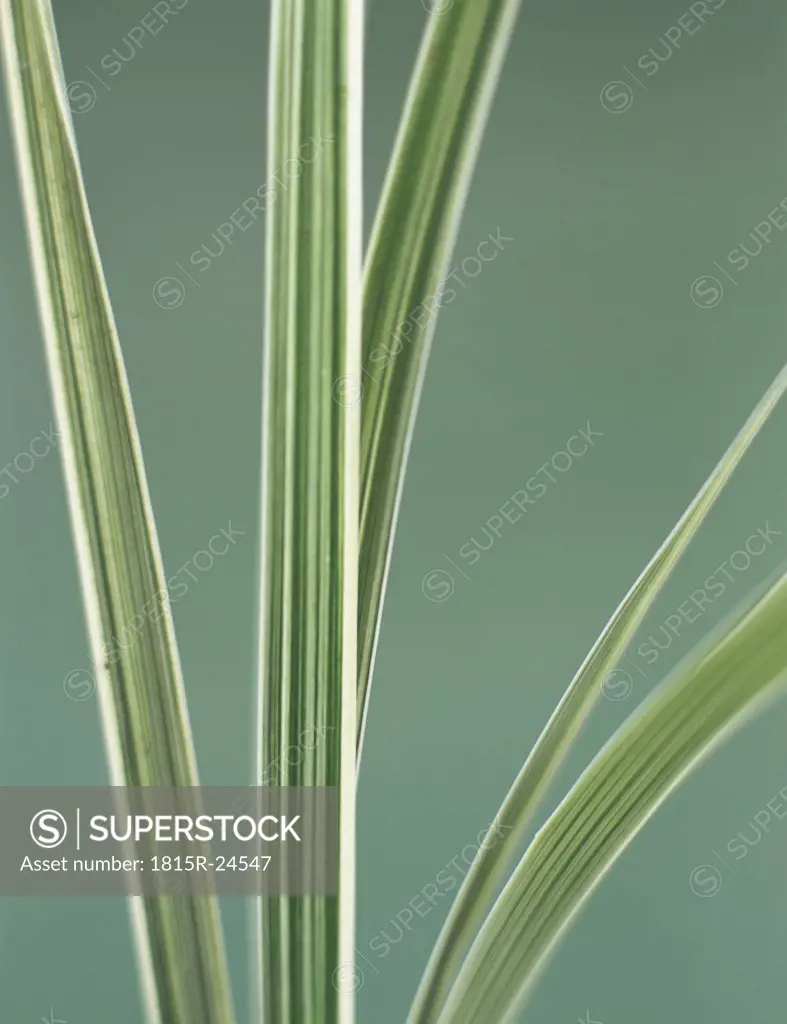 Sedge grass leaves, close-up