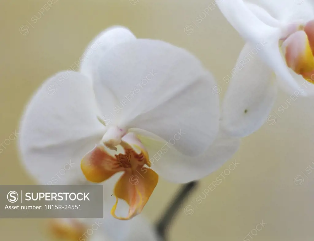 White orchid, close-up