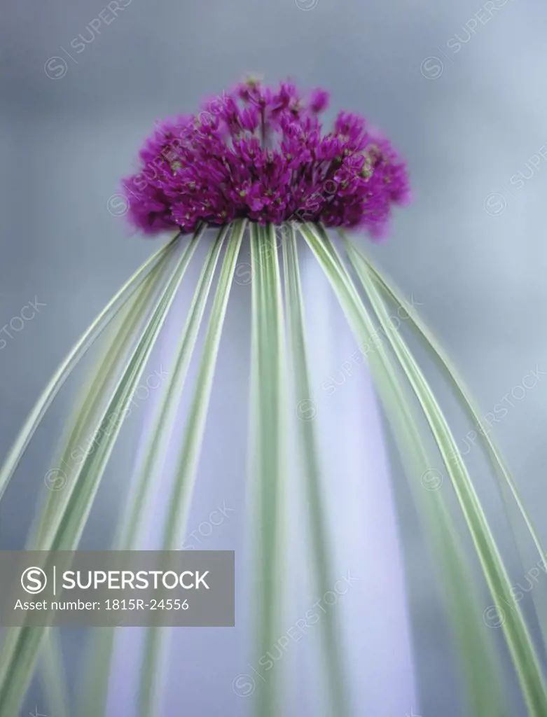 Onion flower (allium giganteum) and grass in vase, close-up