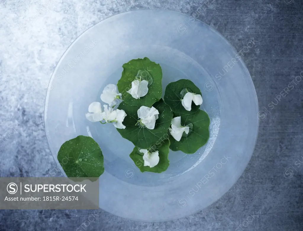 Nasturtium leaves and blossoms on plate, elevated view