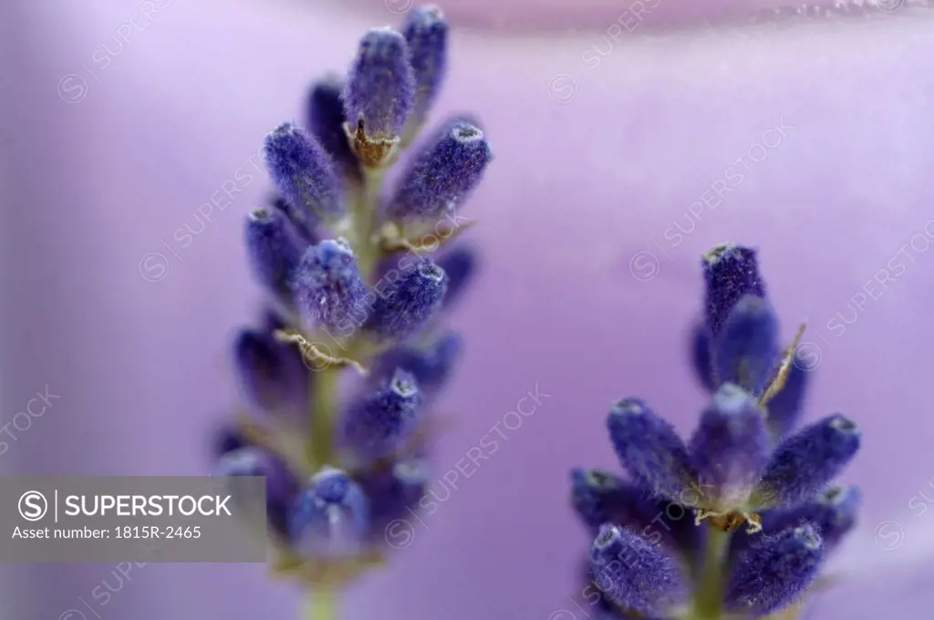 Lavender flowers, close-up