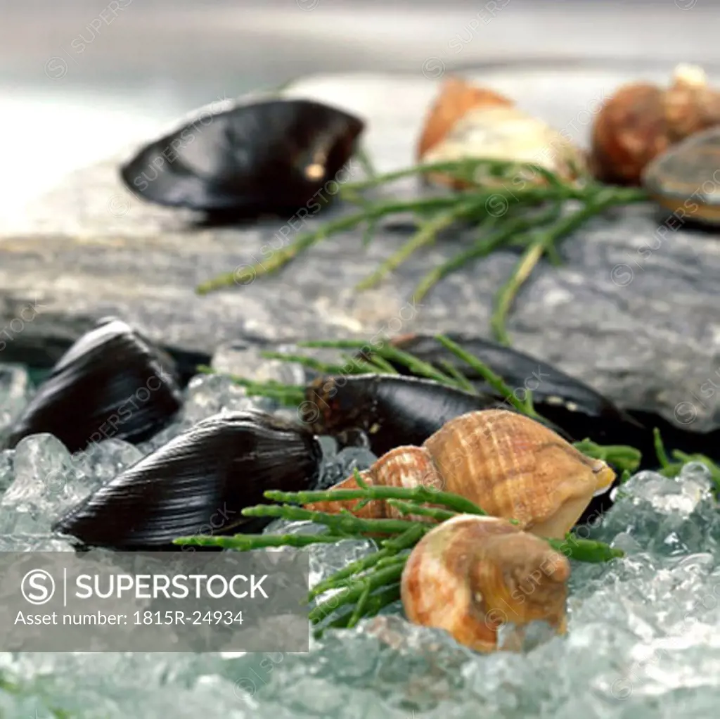 Mussels and shells on crushed ice, close-up