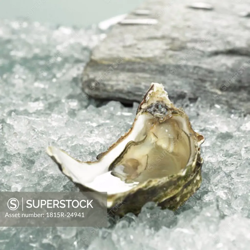 Oyster on crushed ice, close-up