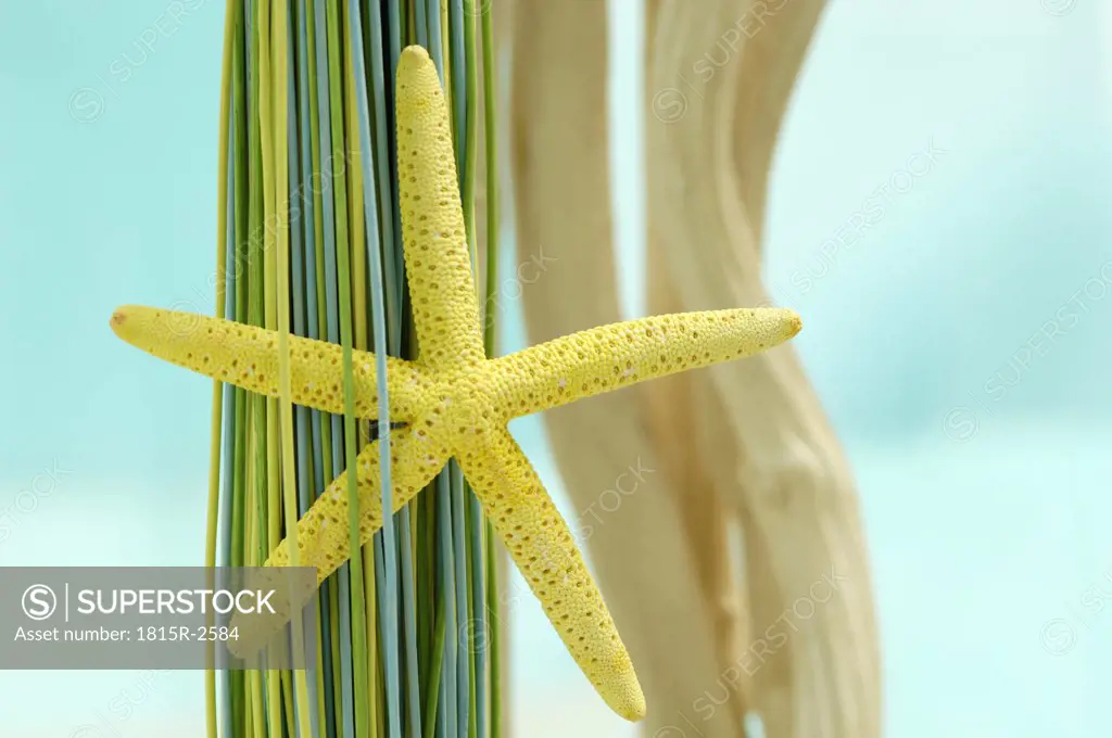 Seastar and decoration material
