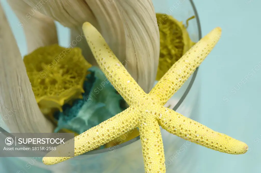 Seastar and decoration material