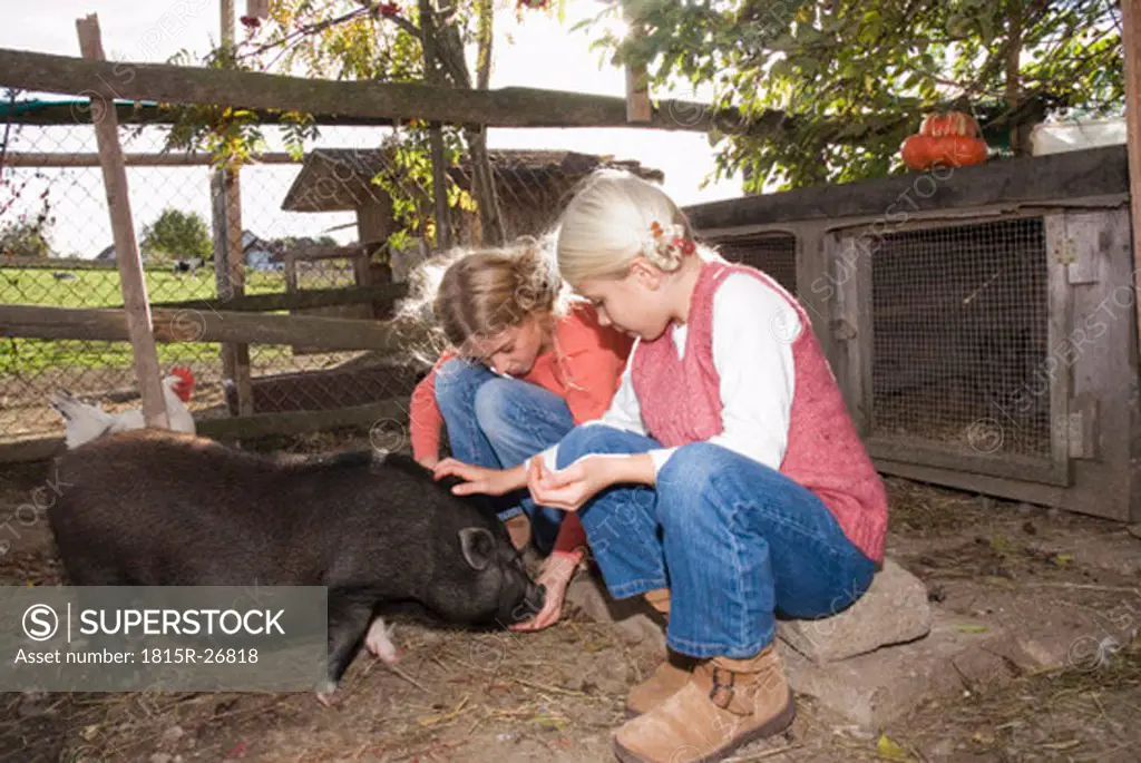 Girl with pot-bellied pig in barn