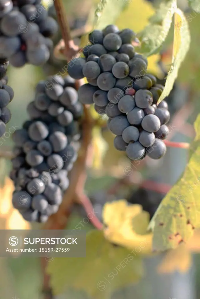 Red grapes, close-up