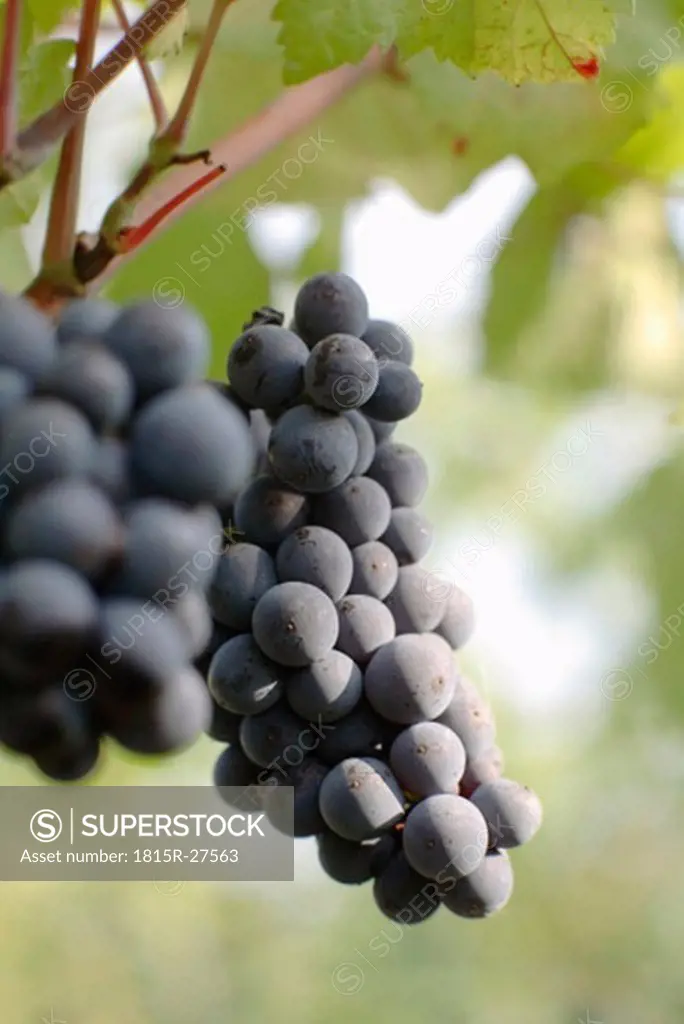 Red grapes, close-up