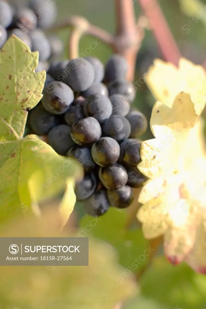 Red grapes, close-up