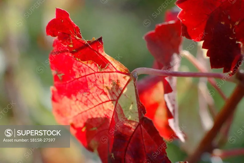Red wine leaf, close-up