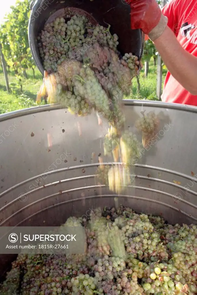 Wine harvest in vineyard