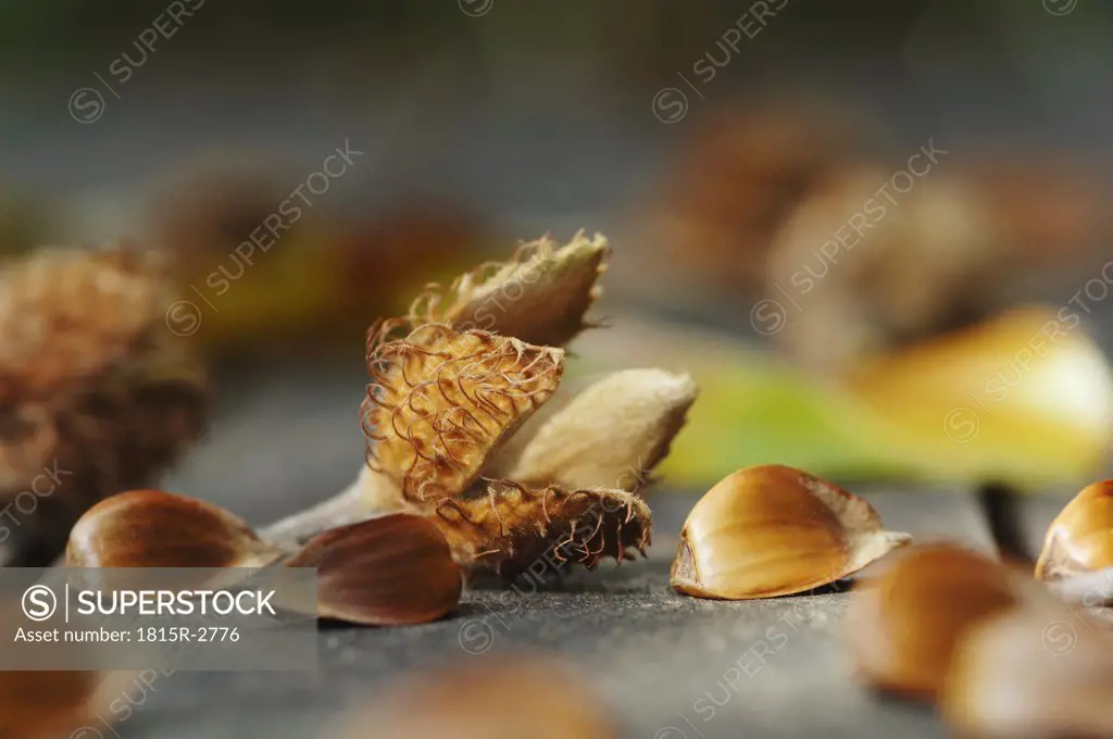 Beech-nuts and shells, close-up
