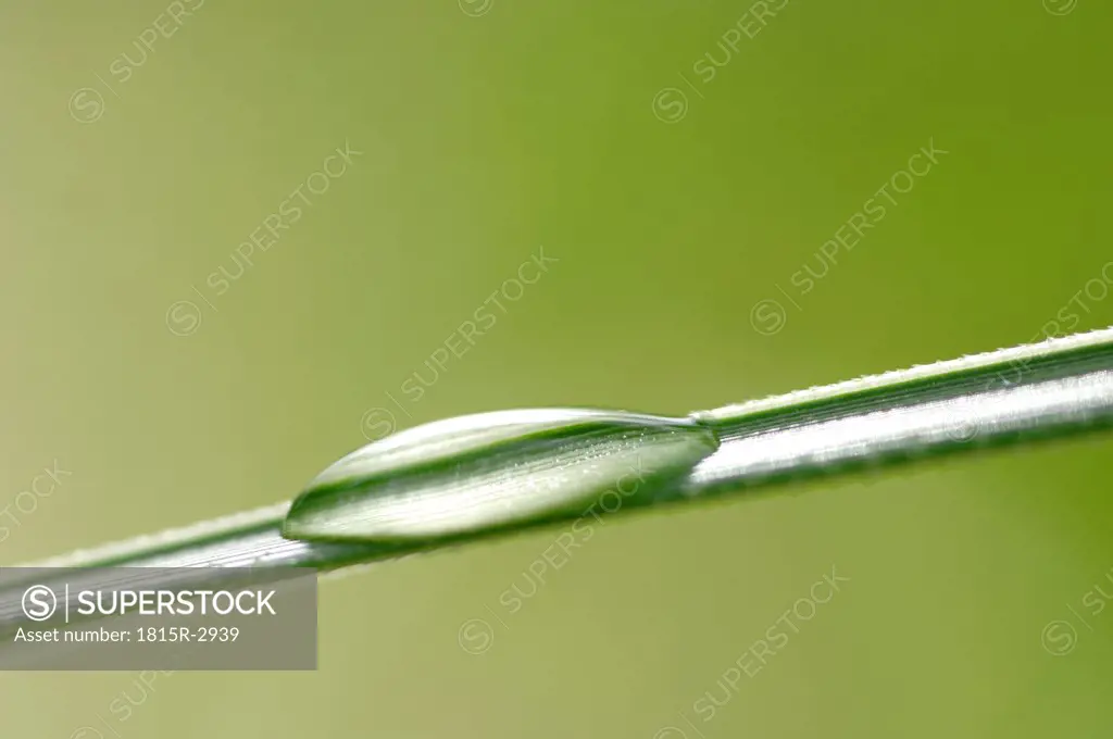 Grass with waterdrop, close-up