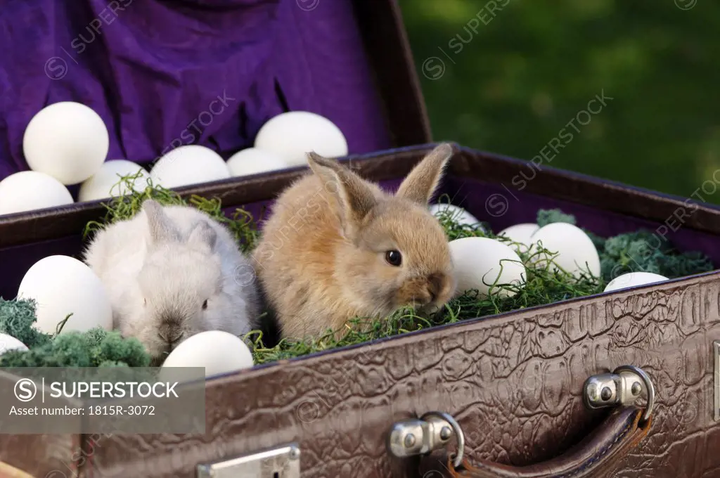 Rabbits sitting in briefcase with eggs, close-up