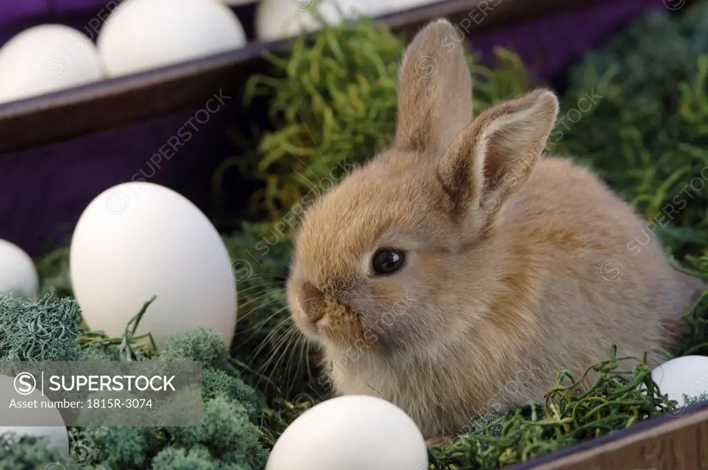 Rabbit sitting in nest