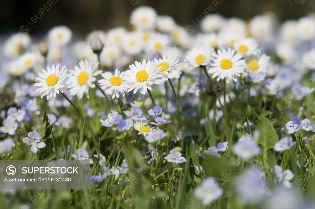 Germany, Bavaria, Wild daisies (Asteraceae), close-up