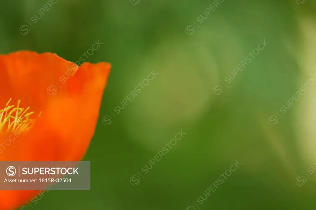 Poppy seed, close-up