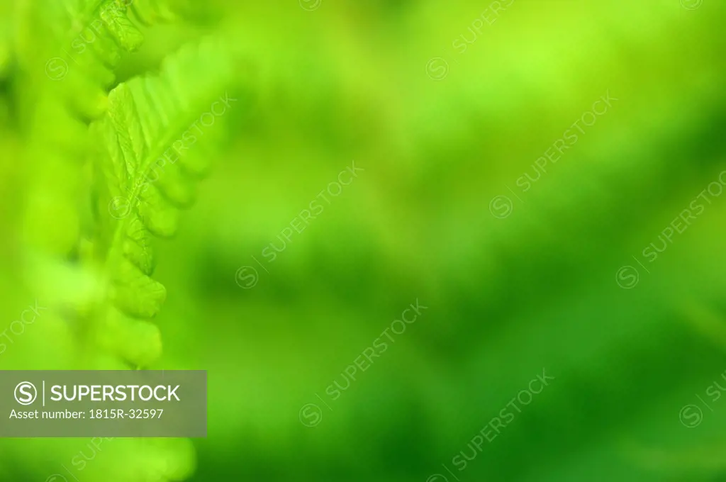 Hard Shield fern, Close-up